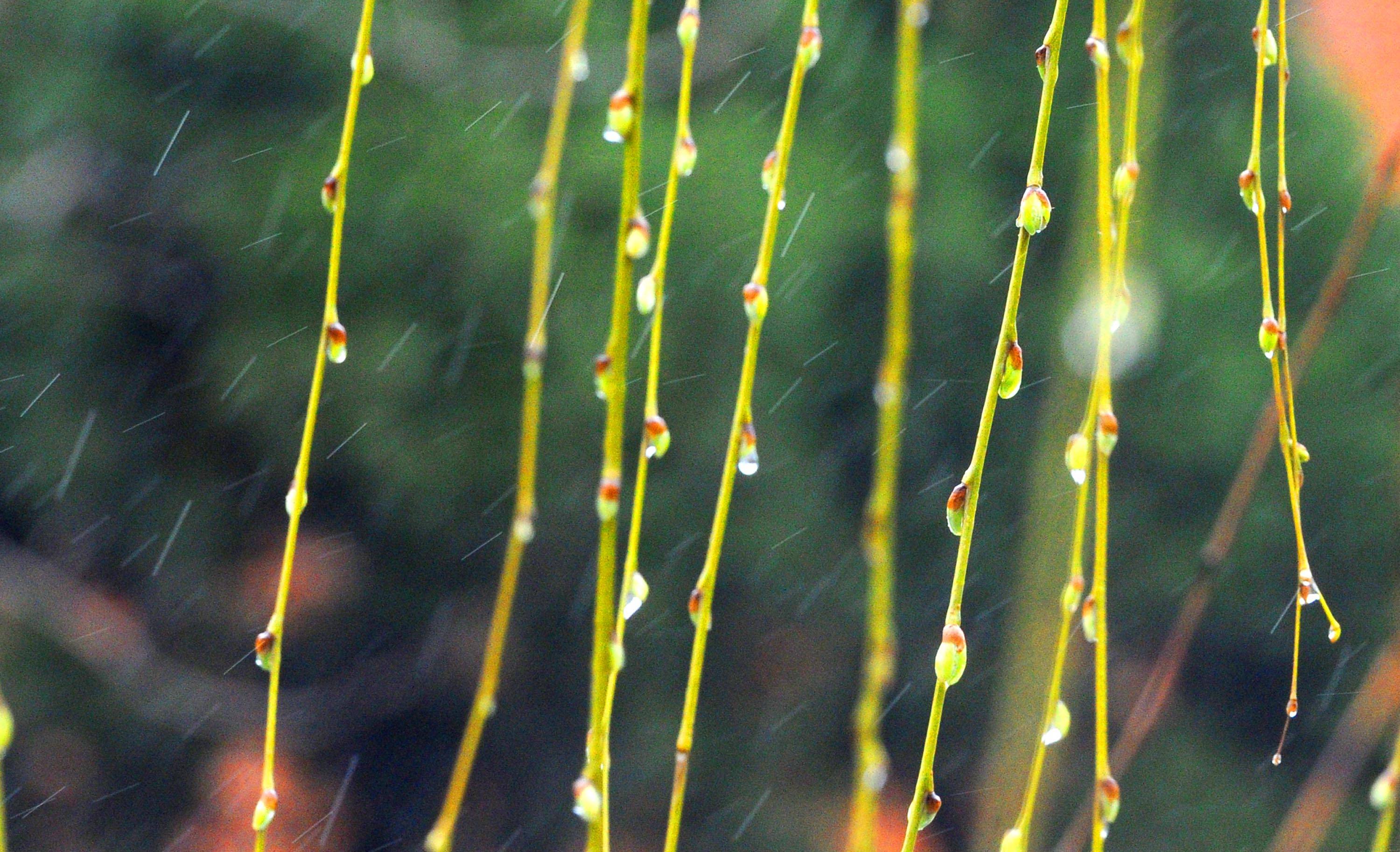 雨水打在花朵图片唯美图片