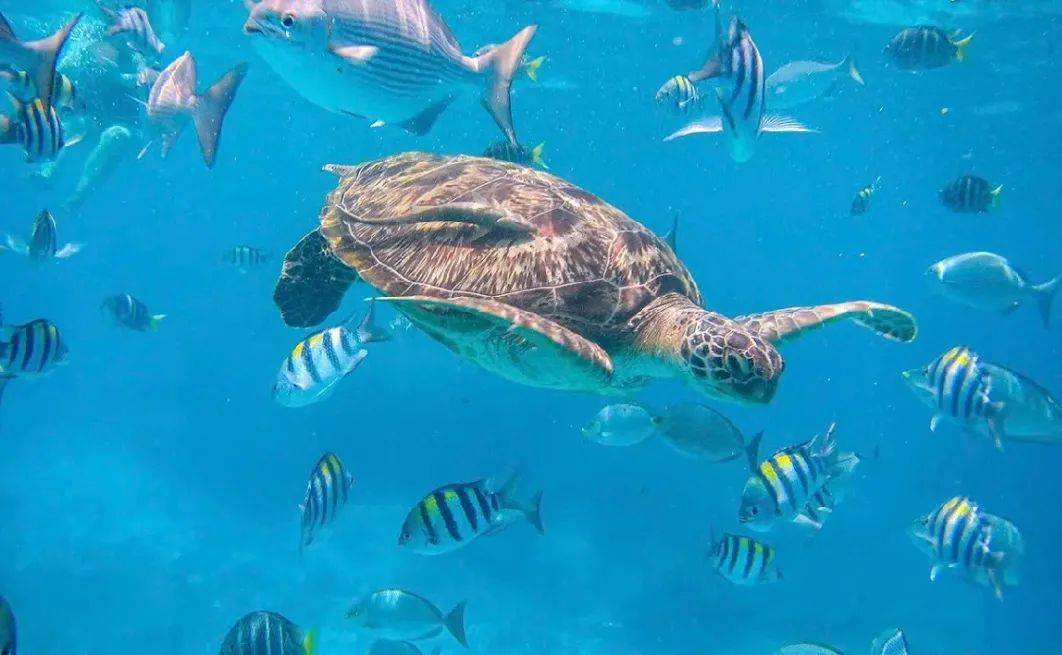 潜水时7号岛则是遇见海龟几率最大的海域7号巴布岛还能偶遇美洲豹鲨鱼