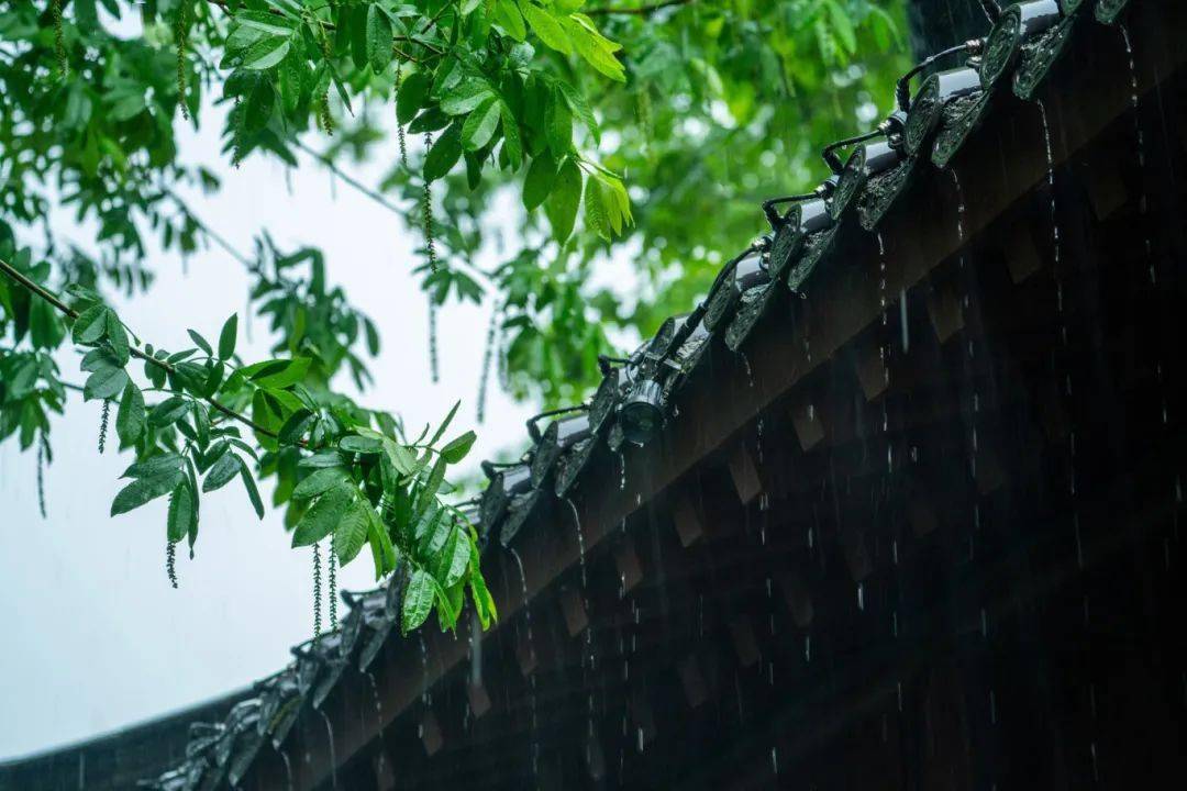 今日雨水丨一帘新雨后,人间又逢春