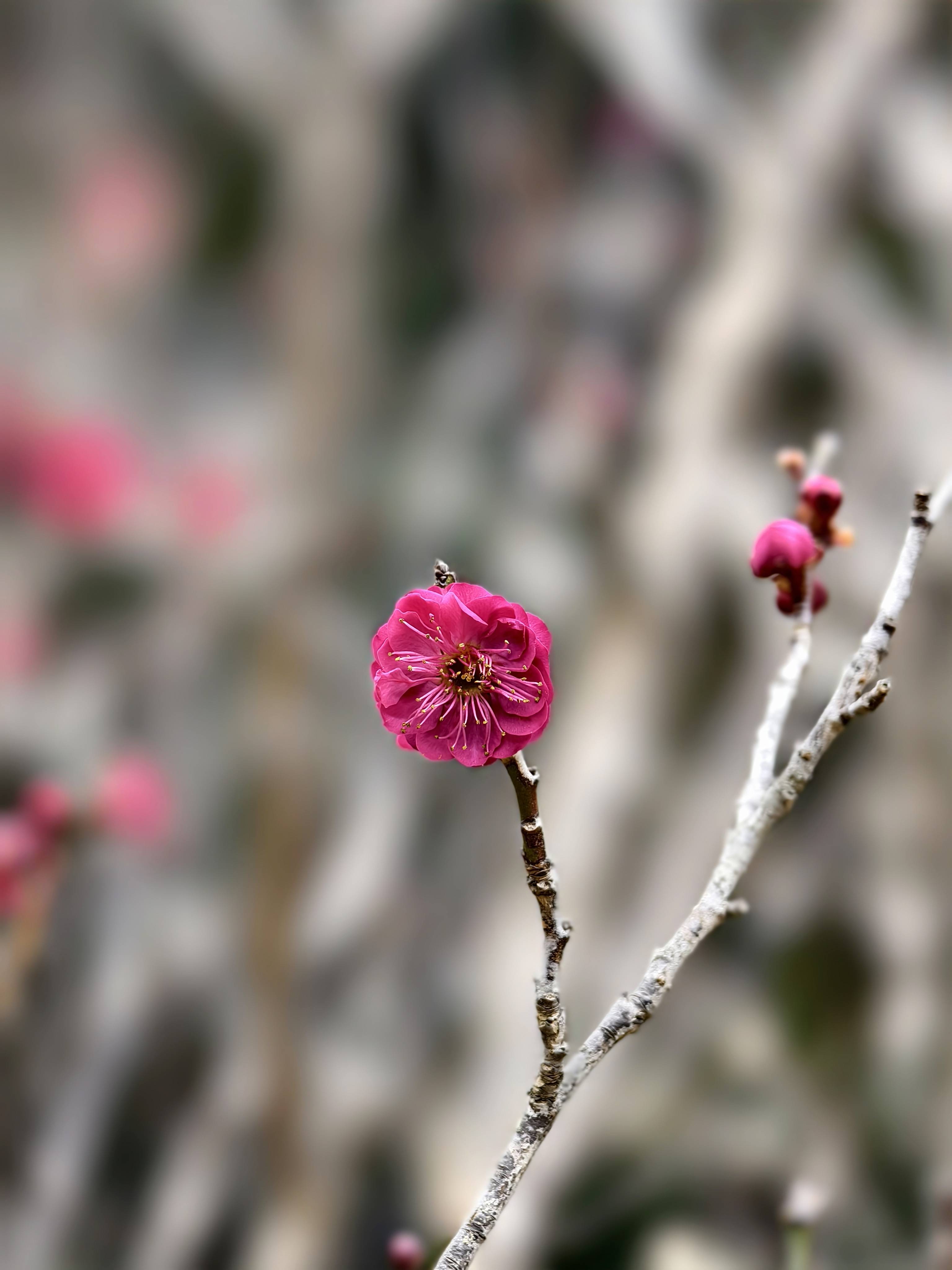 2024中国南京国际梅花节2月19日开幕