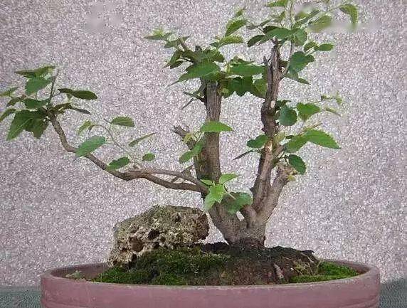 桑树也能做盆景,不仅好看,还能吃到美味的桑葚!_修剪_进行_水果