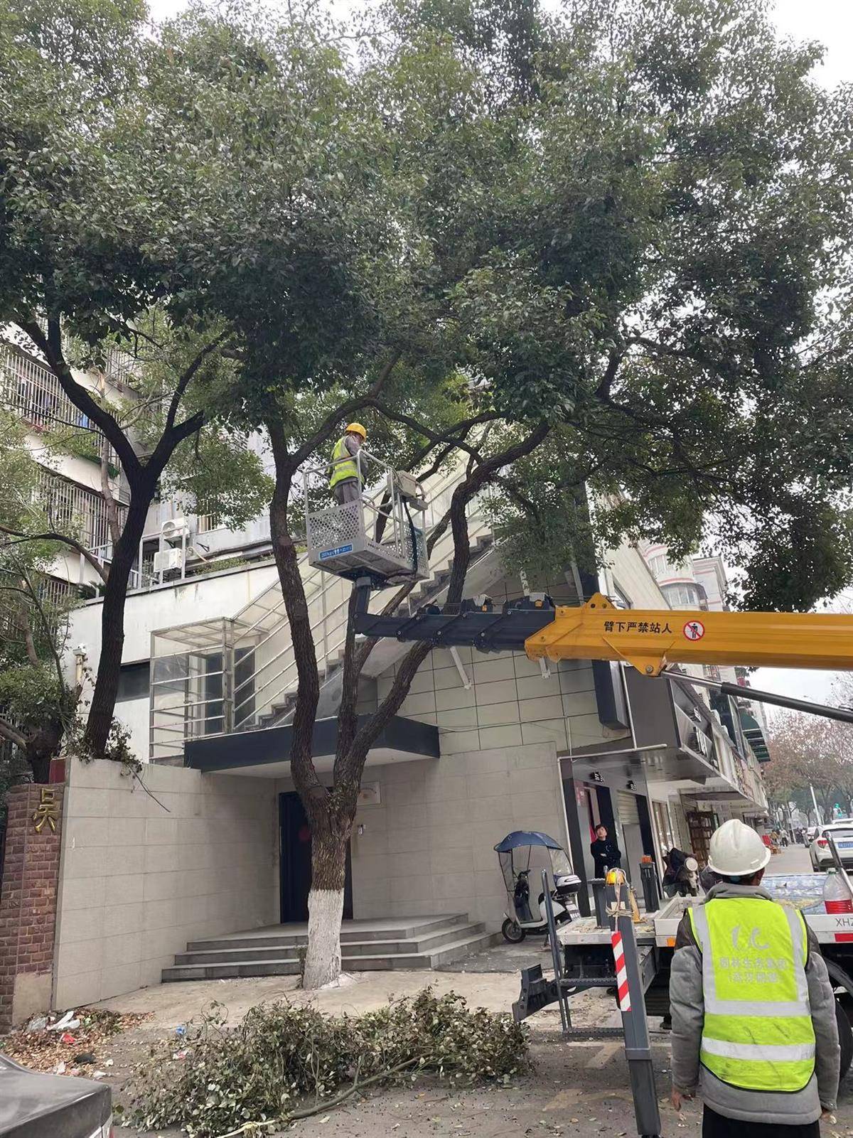 冻雨又将出考题！武汉3200名园林人提前修枝未雨绸缪_修剪_樟树_天气