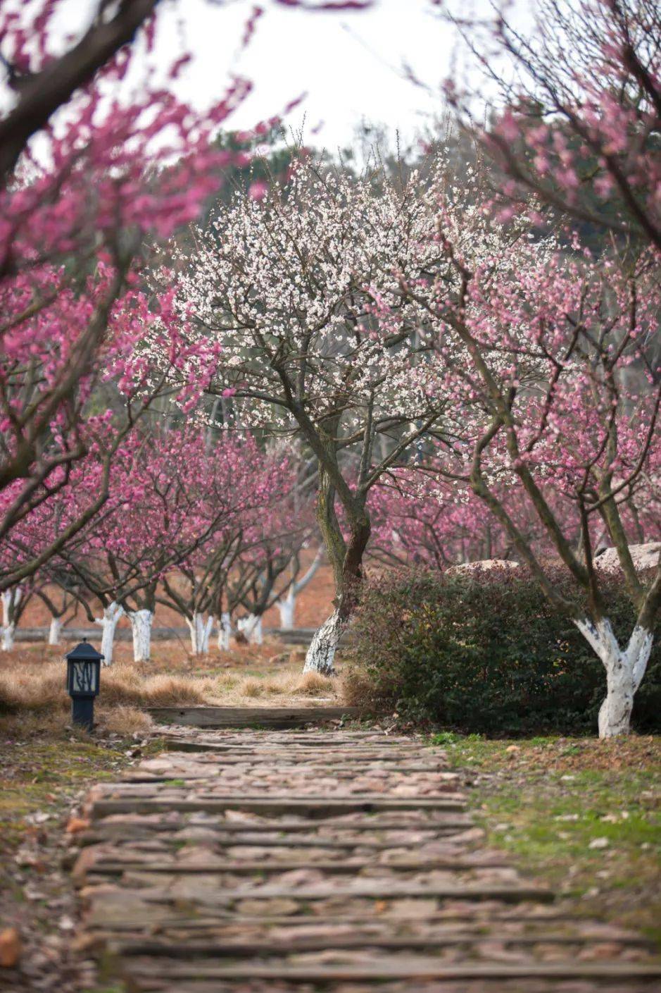 梅花_太湖_林屋