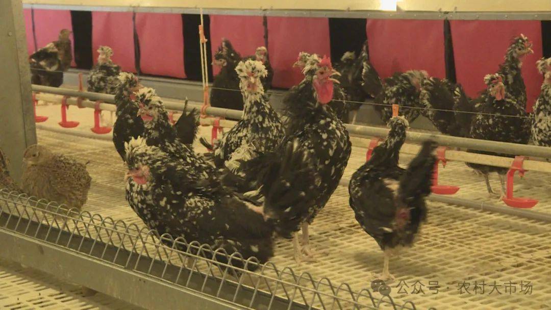 雉鸡又名野鸡,七彩山鸡等,集肉用,观赏和药用于一身的名贵野味珍禽,被