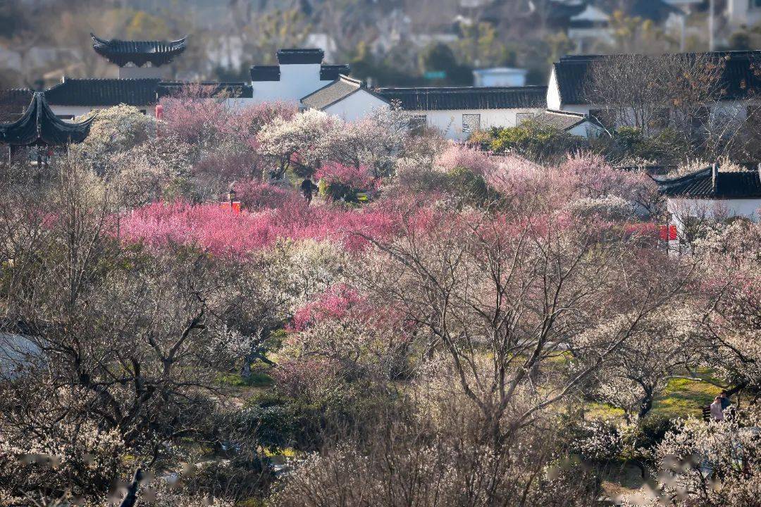 梅花_太湖_林屋