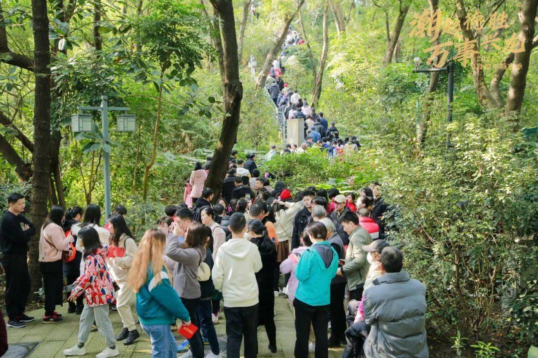 顺峰山公园的青云登高活动,排起长队祖庙祖庙博物馆共接待游客30万
