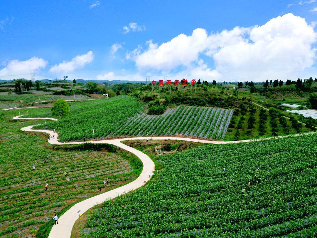 龙启新程 百亿天冬产业蓄势腾飞_内江市东兴区_种植_中医药