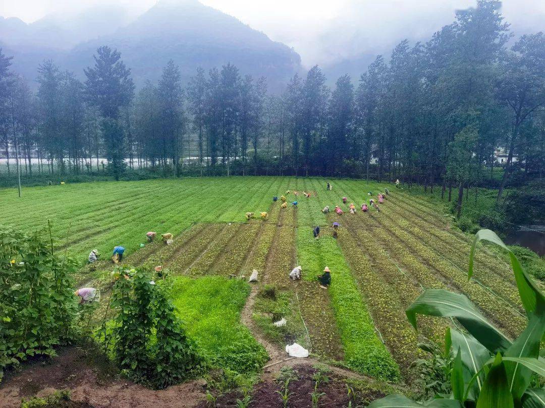 人袁小淋介绍,目前已争取各级资金1900余万元,建立山桐子种植基地1