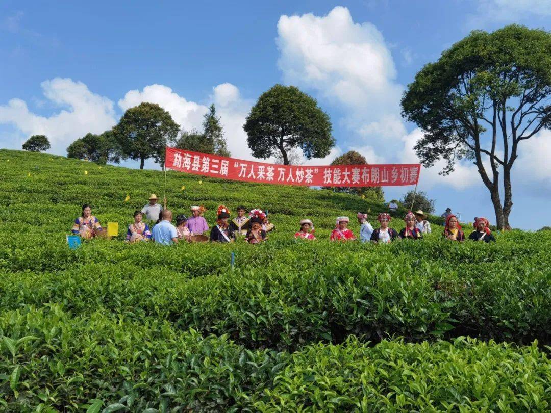 【图说美好新时代】勐海县布朗山乡:党旗飘在茶山上 ,茶农富在家门口
