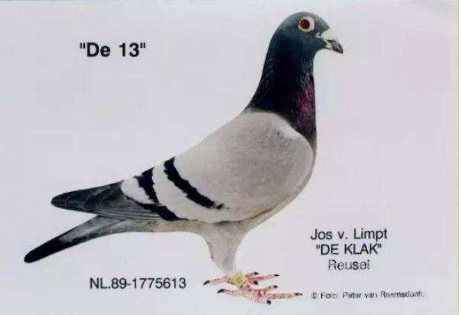 这些赛鸽种系在国内赢钱无数,只要沾血,逢赛必赢!_种鸽_比利时_后代