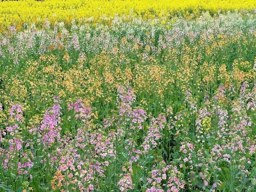 渔溪彩色油菜花图片