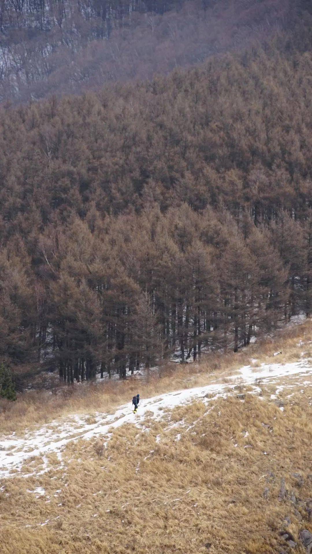 24-25|春雪后的松林|老龙窝冬季背包_活动_扎营_树林
