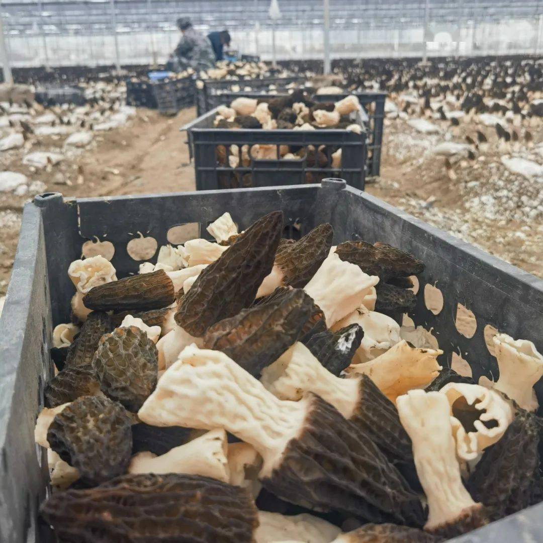 【富裕姚圩】新年"第一鲜",这里的羊肚菌今天开采啦!_种植_大棚_村民