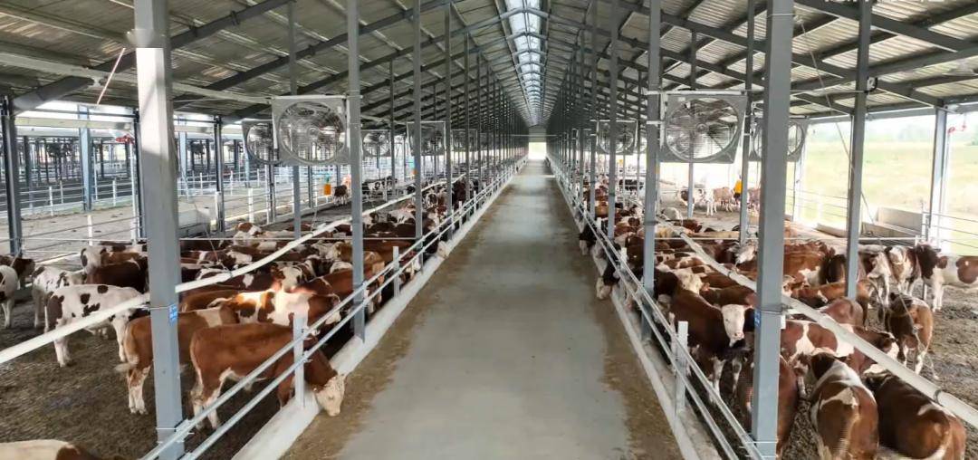 蒙城荣获全省两个"十强"_肉牛_生产_养殖