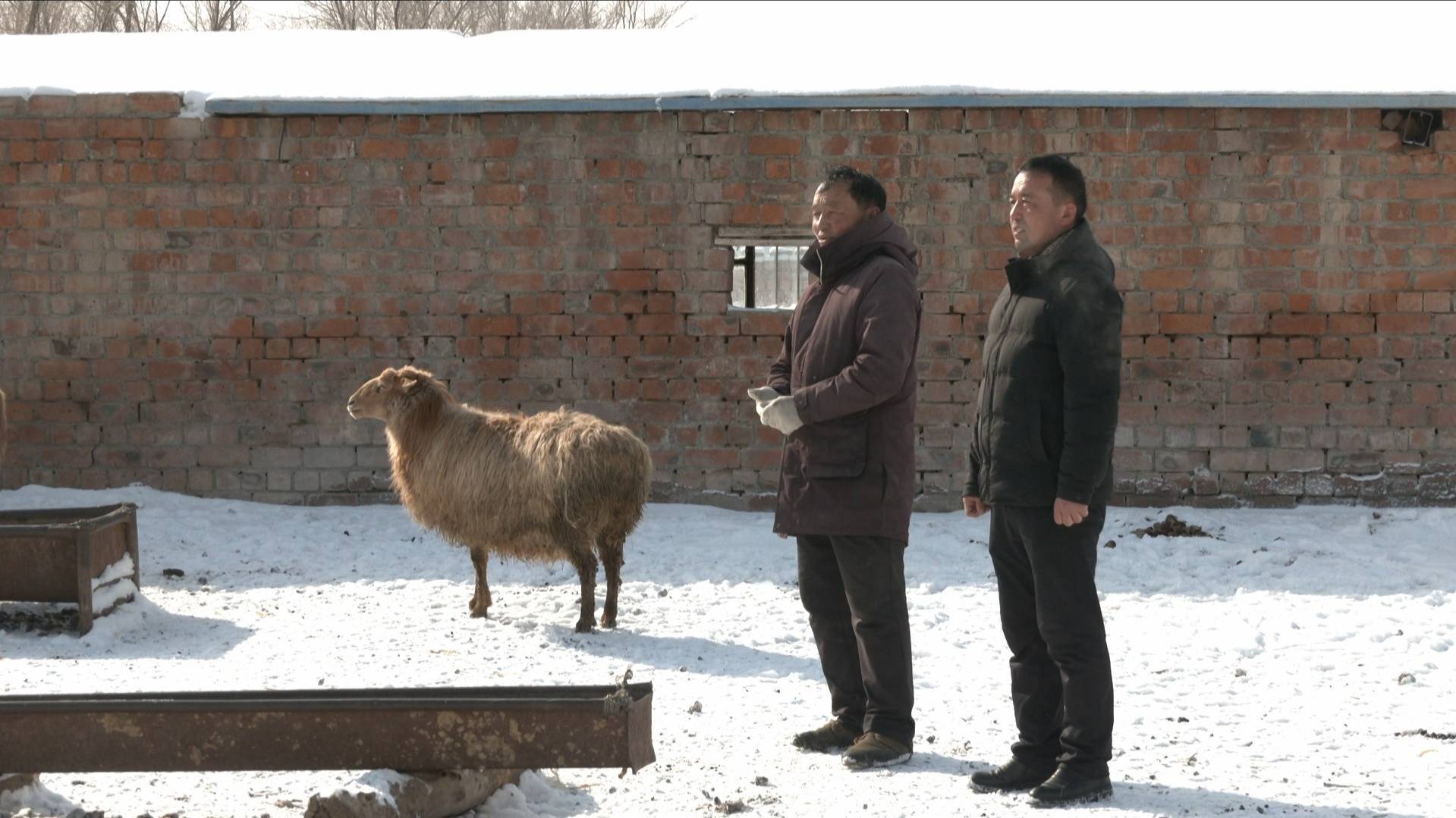 吉木萨尔:以"雪"为令 迎"寒"而上_庆阳湖乡_天气_寒潮