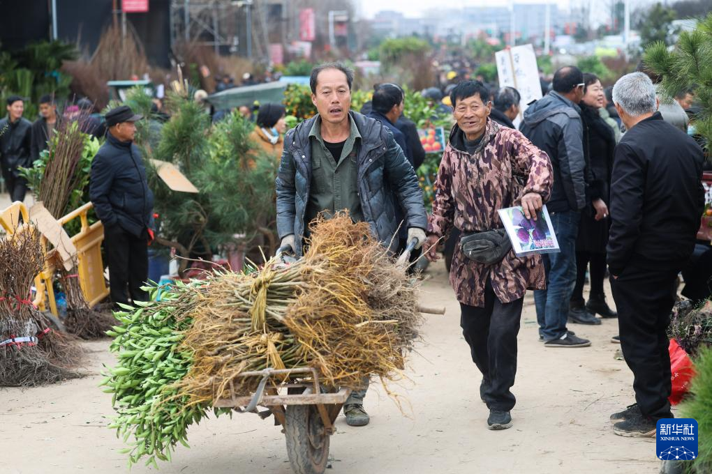 新春走基层|浙江金华:新春苗木市场开市_金东区_交易_果苗