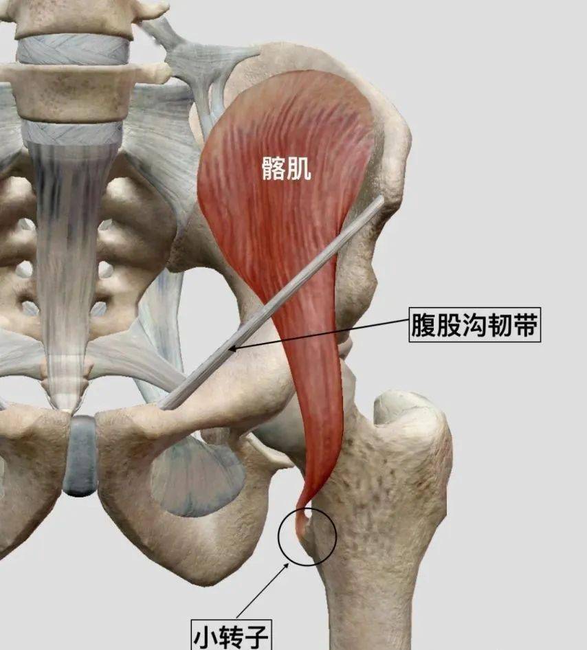 腹股沟两侧肌肉图片
