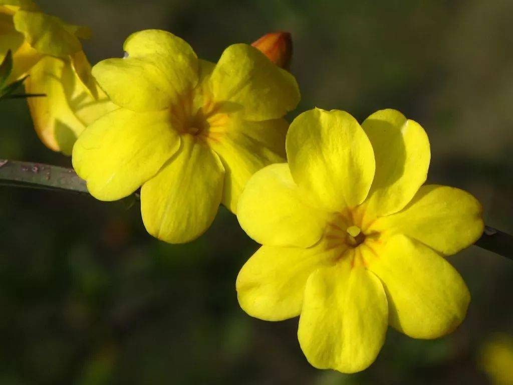 为问名园最深处,不知迎得几多春_春花_迎春_东风