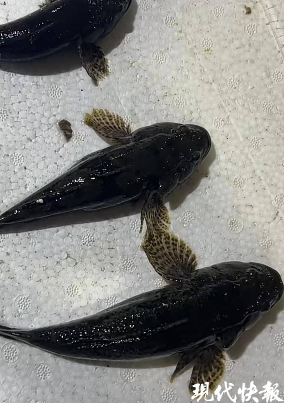 "被称为"春天第一鲜"的塘鳢鱼肉质肥美鲜嫩,是苏州人春天餐桌上的高端