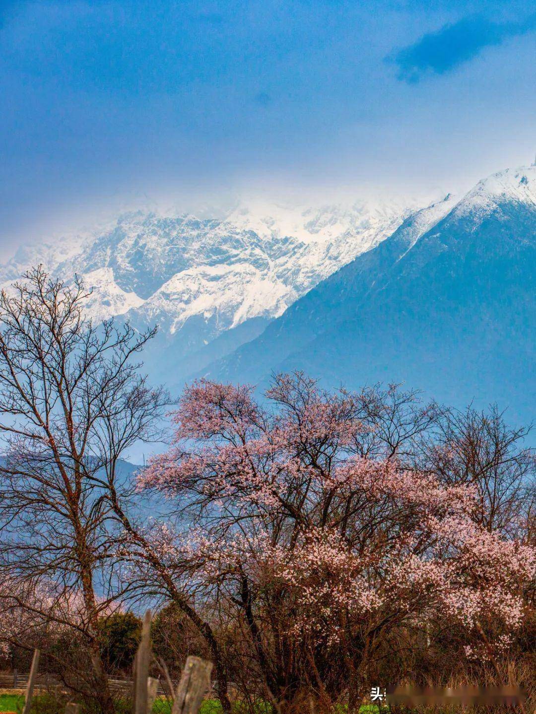 3月,林芝桃花即将霸屏,雪山花海美成诗!_波密_拉萨_活动