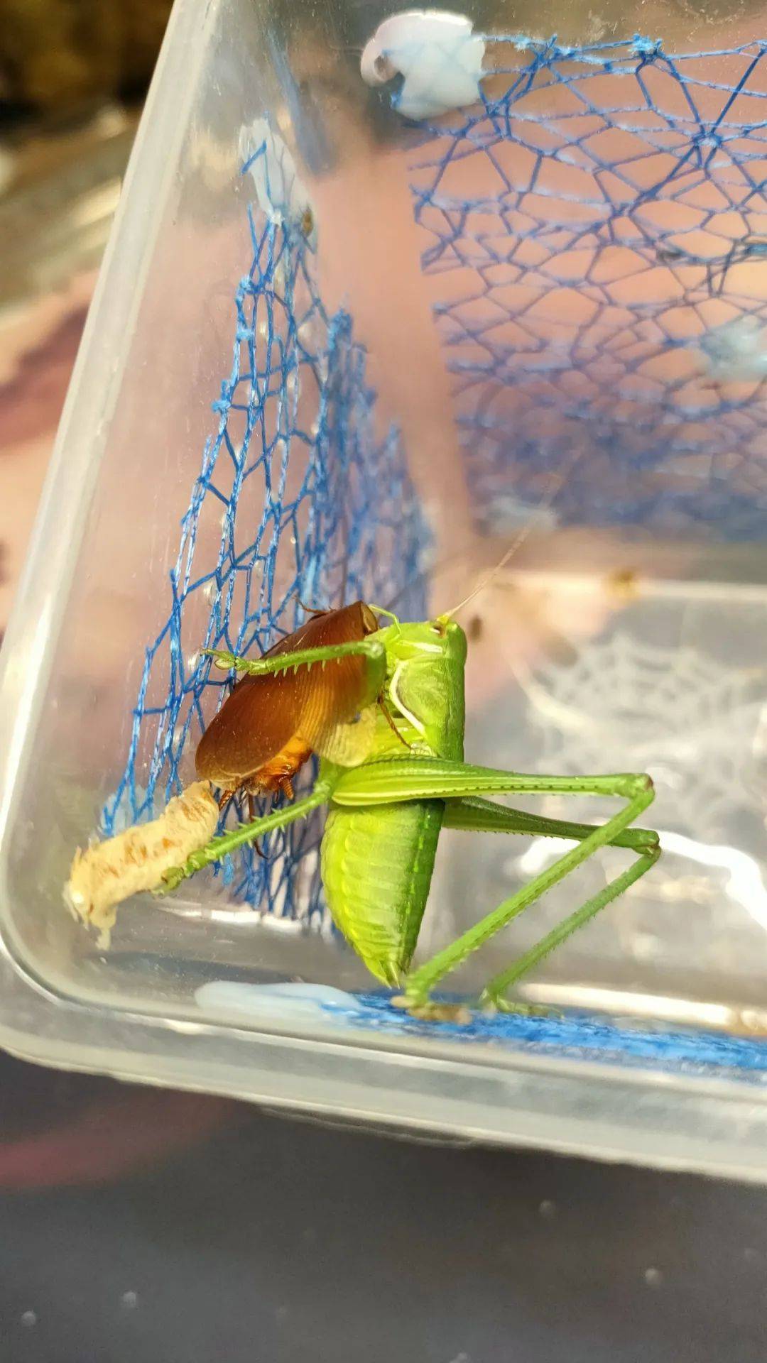 色,拟态现象,自残自卫机制"每至秋时,宫中妃妾辈皆以小金笼提贮蟋蟀