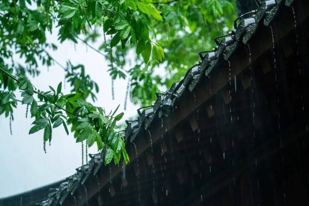 【美林漫步】一帘新雨后,人间又逢春_春雨_雨水_万物