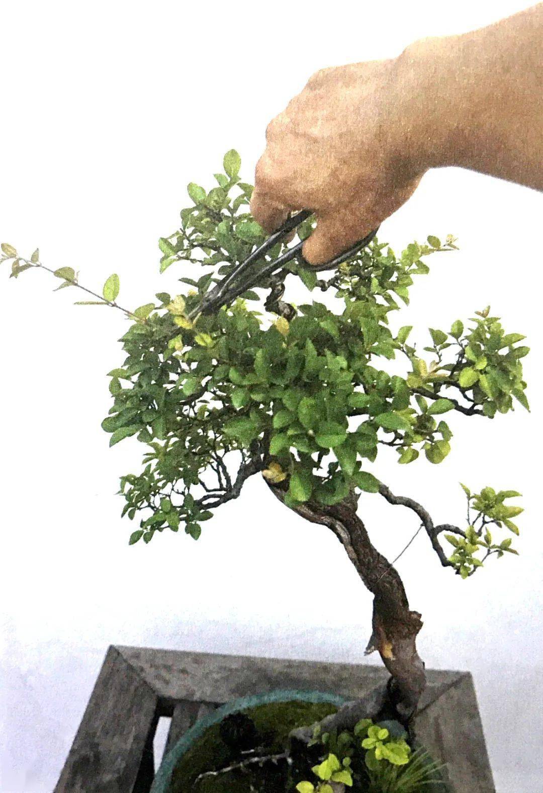 大破盆景修剪技法,一招疏密得当,二招通风透光,三招树形美观!