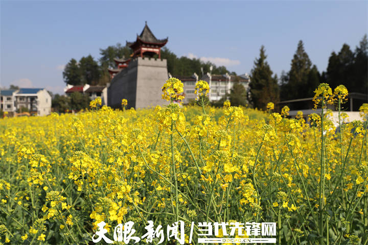 余庆县敖溪镇:春光无限好 满目菜花香_油菜_种植_社区