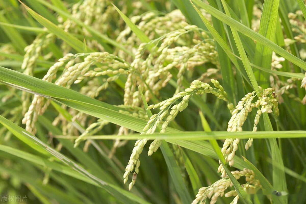 九稻171水稻品种图片