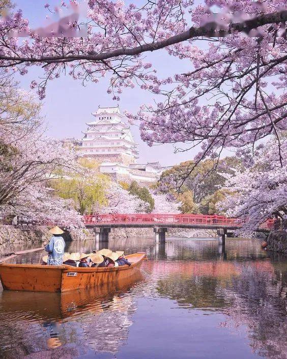 日本关西|粉樱上枝头,在京都 奈良双重赏樱胜地感受独特八重樱世界