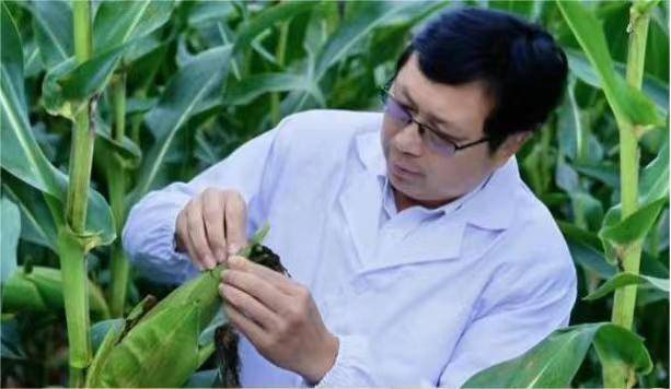 彭绪冰:一位新农人的"种业梦"_康农_科研_科技