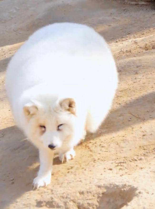 网友:山东伙食好_鳄鱼_世界_白狐