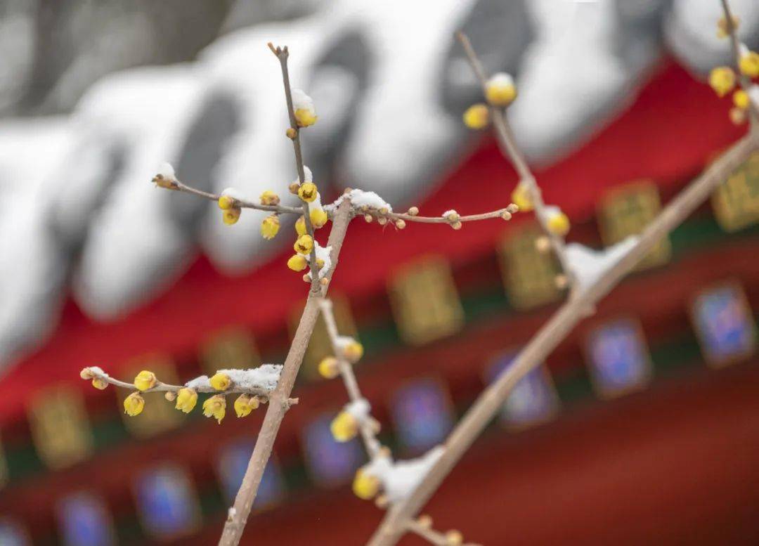 昌平雪中腊梅,傲然绽放!_公园_切换_全屏