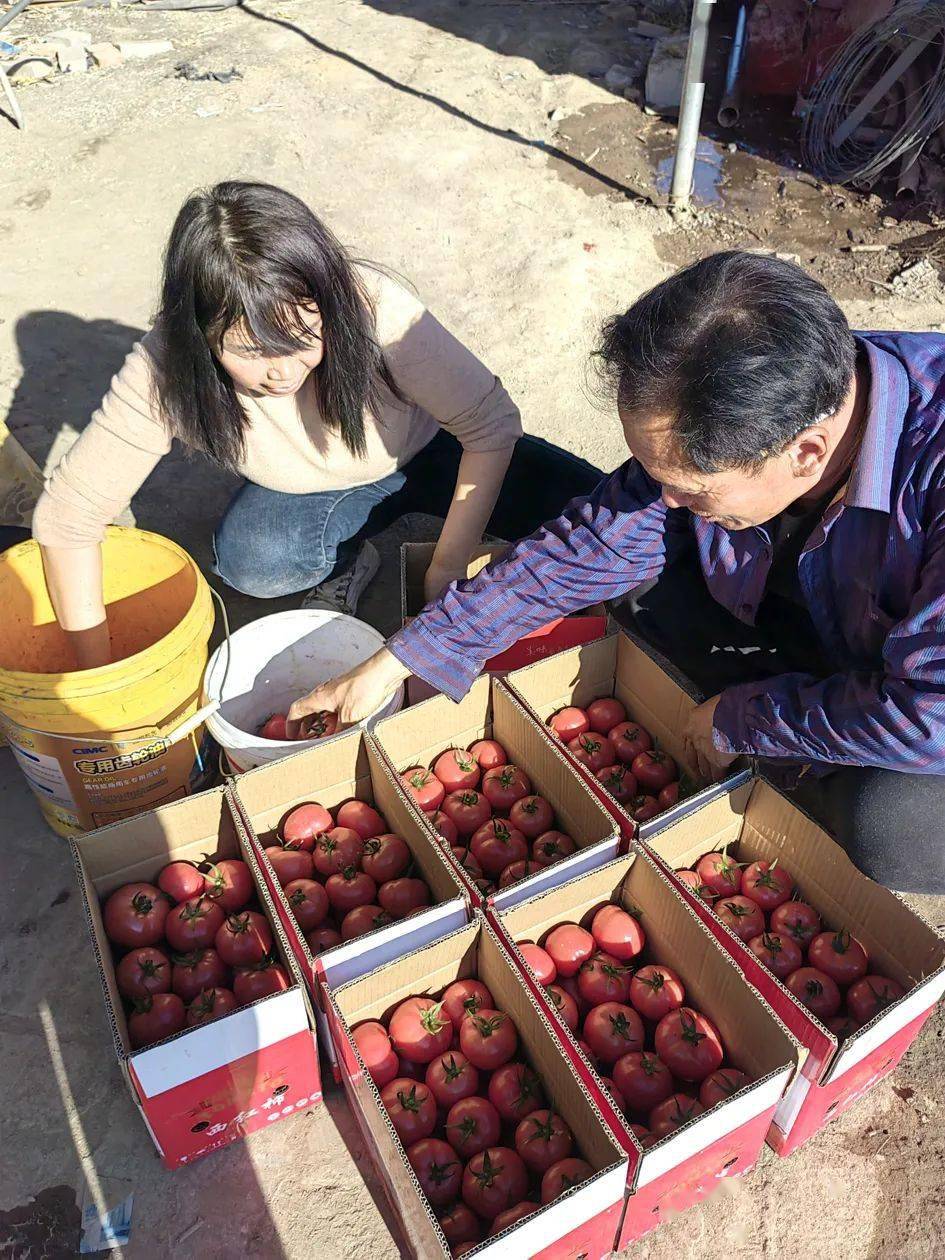 西红柿映红榆社农民致富路_种植_蔬菜_设施