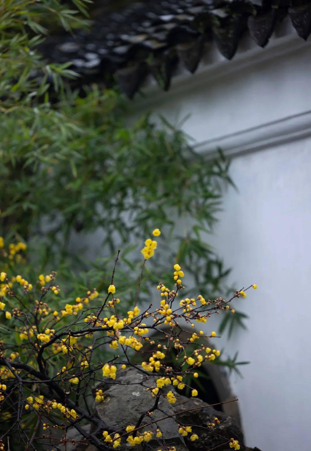 白玉堂前一树梅,为谁零落为谁开_宋人_梅花便_内心