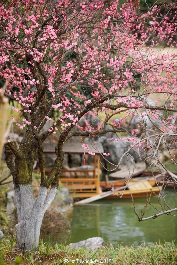 红梅_审核_南园