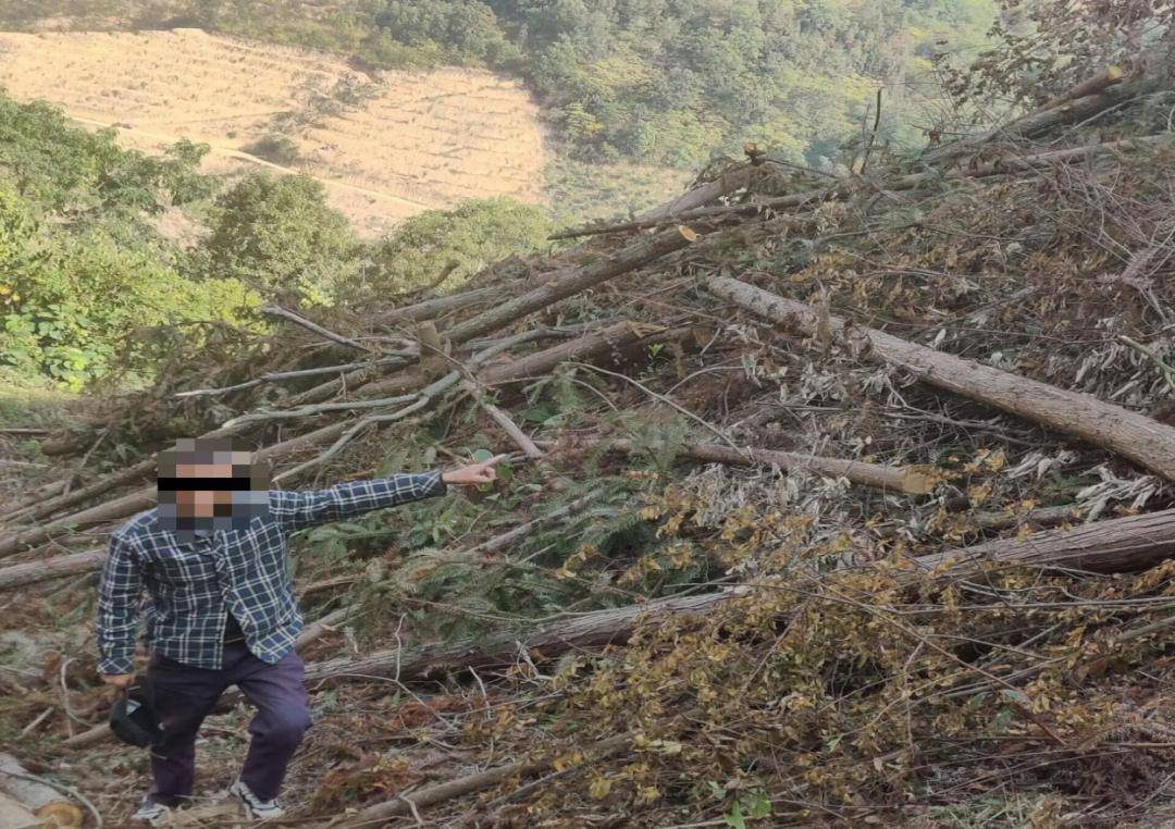滥伐 来自搜狐网