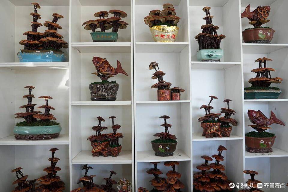 冠县灵芝盆景成"俏手货",最贵的能卖到两万元_王明瑞_种植_发展