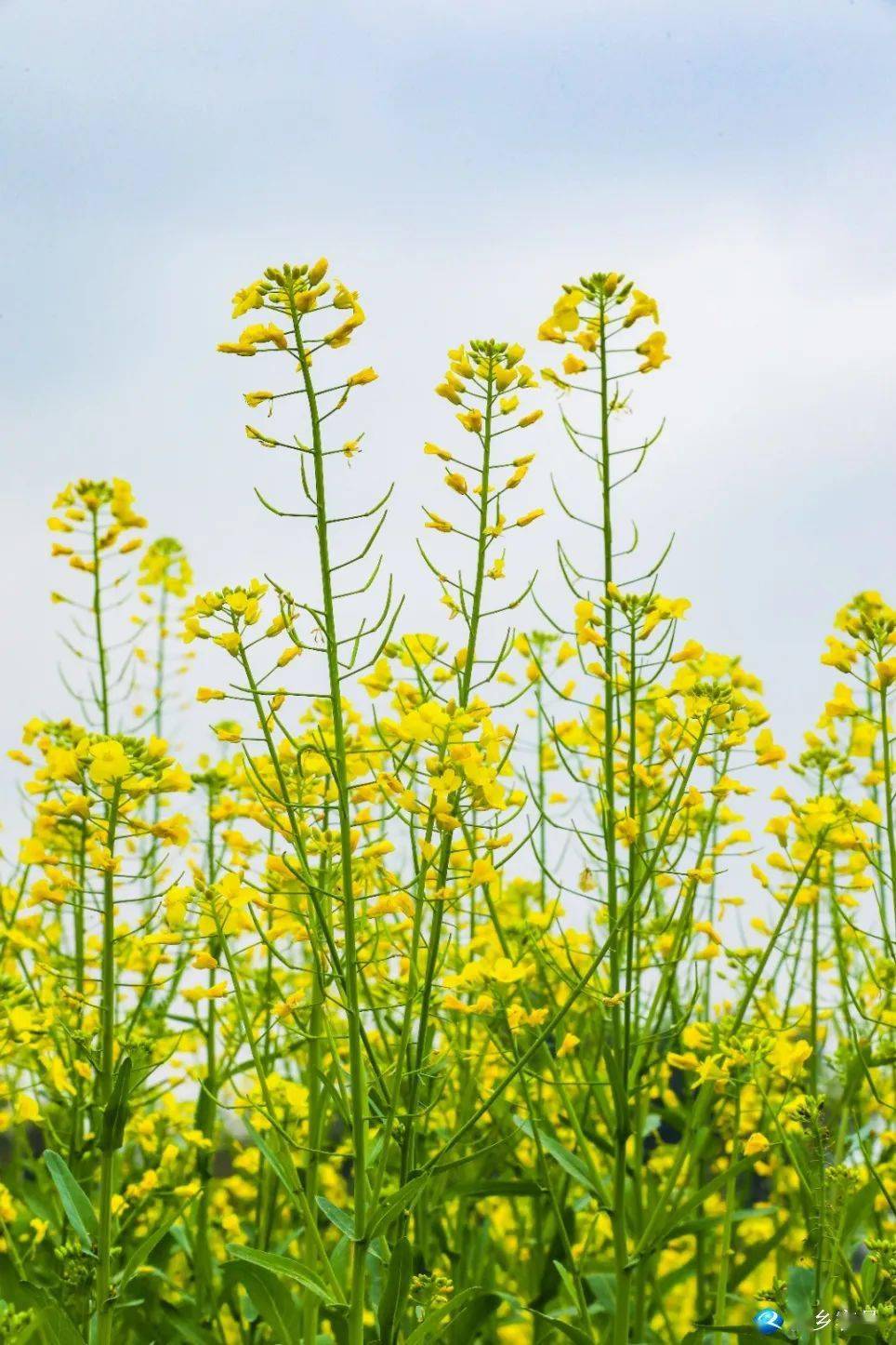 玉林这一地百亩油菜花竞开,来打卡看花吧~_种植_容县_杨梅镇