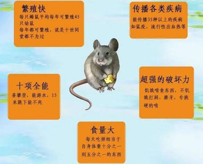 市爱卫办提醒您:抓住冬春季鼠类防制好时机_老鼠_鼠药_榜样