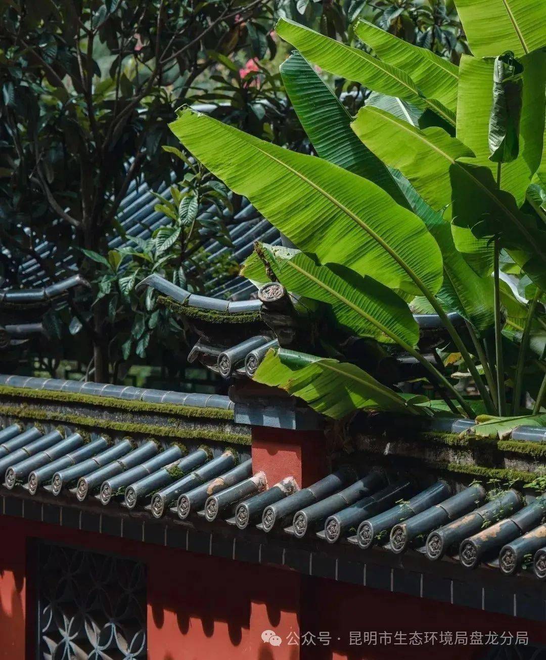 黑龙潭公园梅花绽放,目之所及皆是美景_昆明_文化_云南