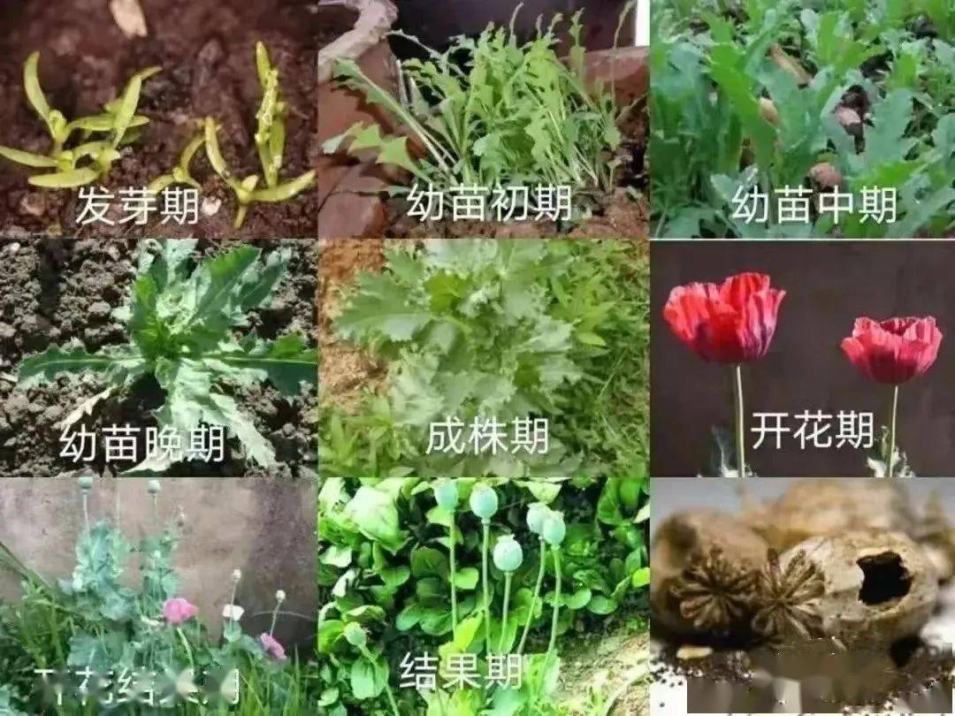 攻略奉上!_叶子和_毒品_植物