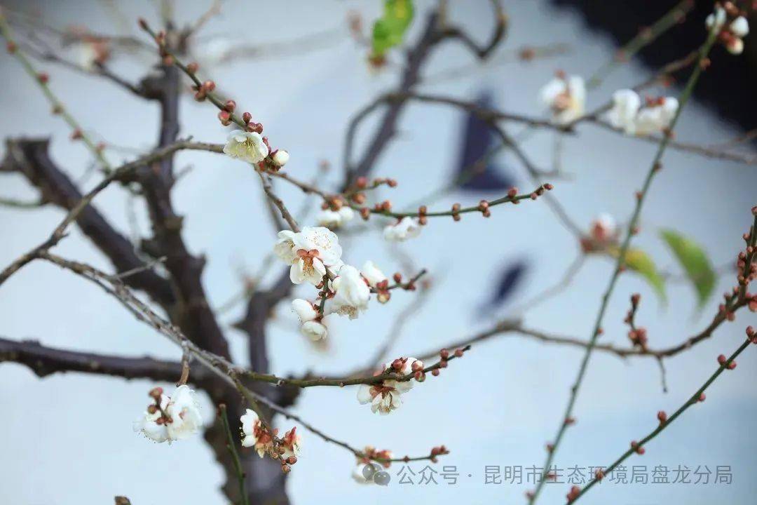 黑龙潭公园梅花绽放,目之所及皆是美景_昆明_文化_云南