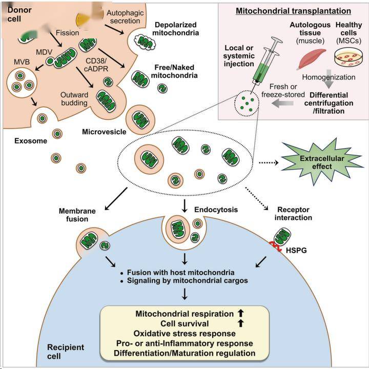 线粒体移植experimental & molecular medicine; https://doi.org/10.