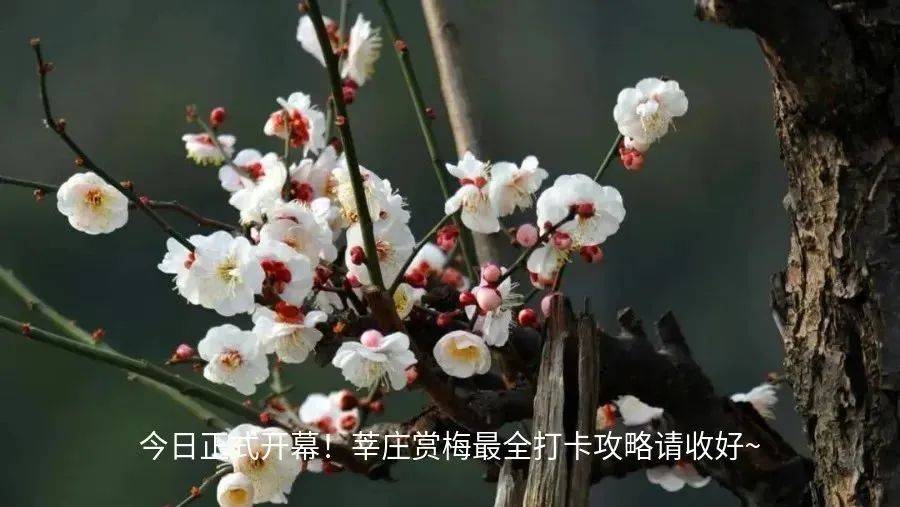 富春小笼(更多精彩文章请查看后台菜单)闵行区文化和旅游局官方微信白