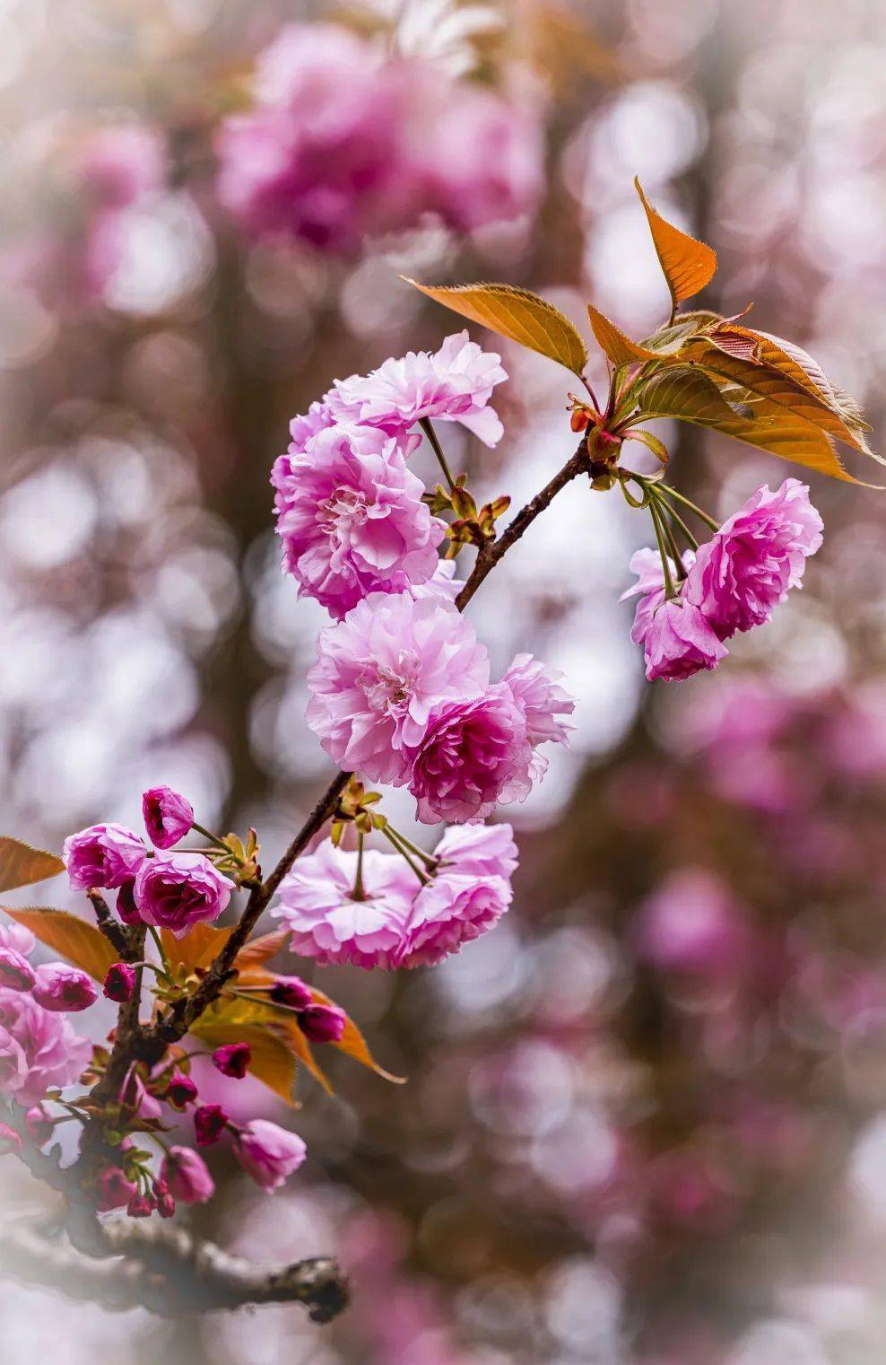 光与影 | 春天,徜徉在樱花的海洋_系列_高速公路_中国