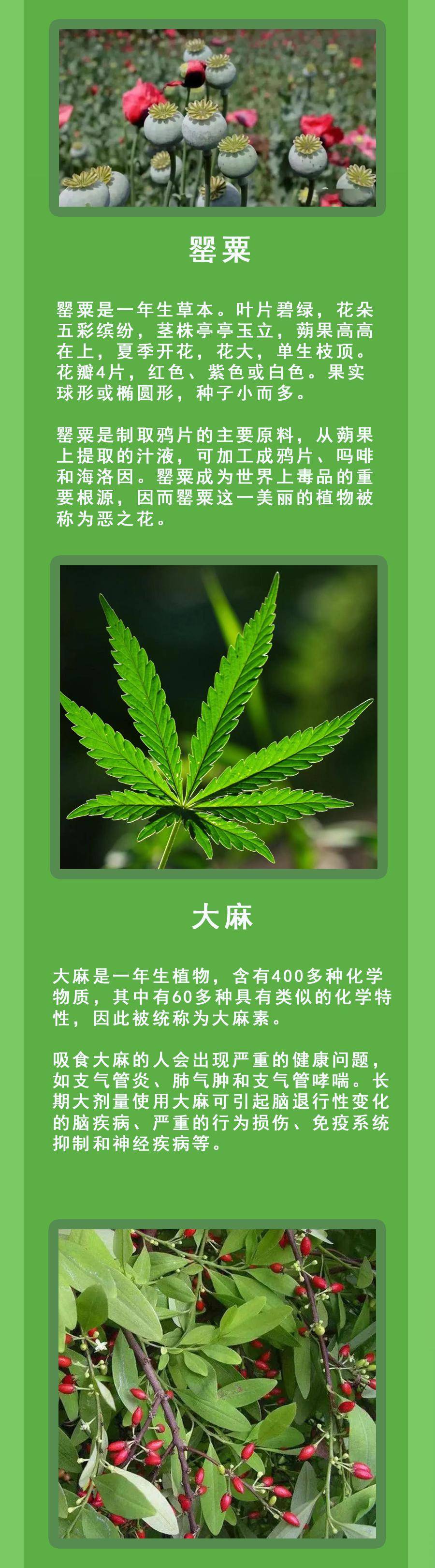 如何辨别毒品原植物?