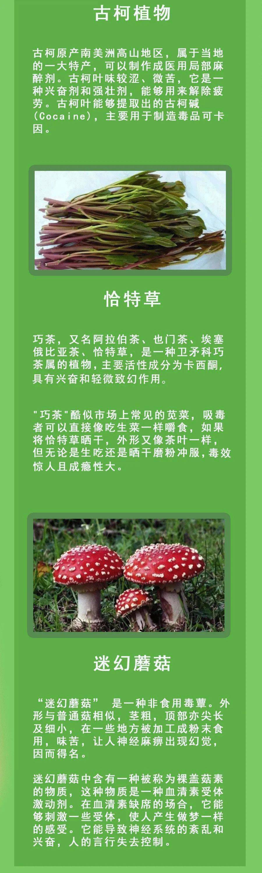 如何辨别毒品原植物?