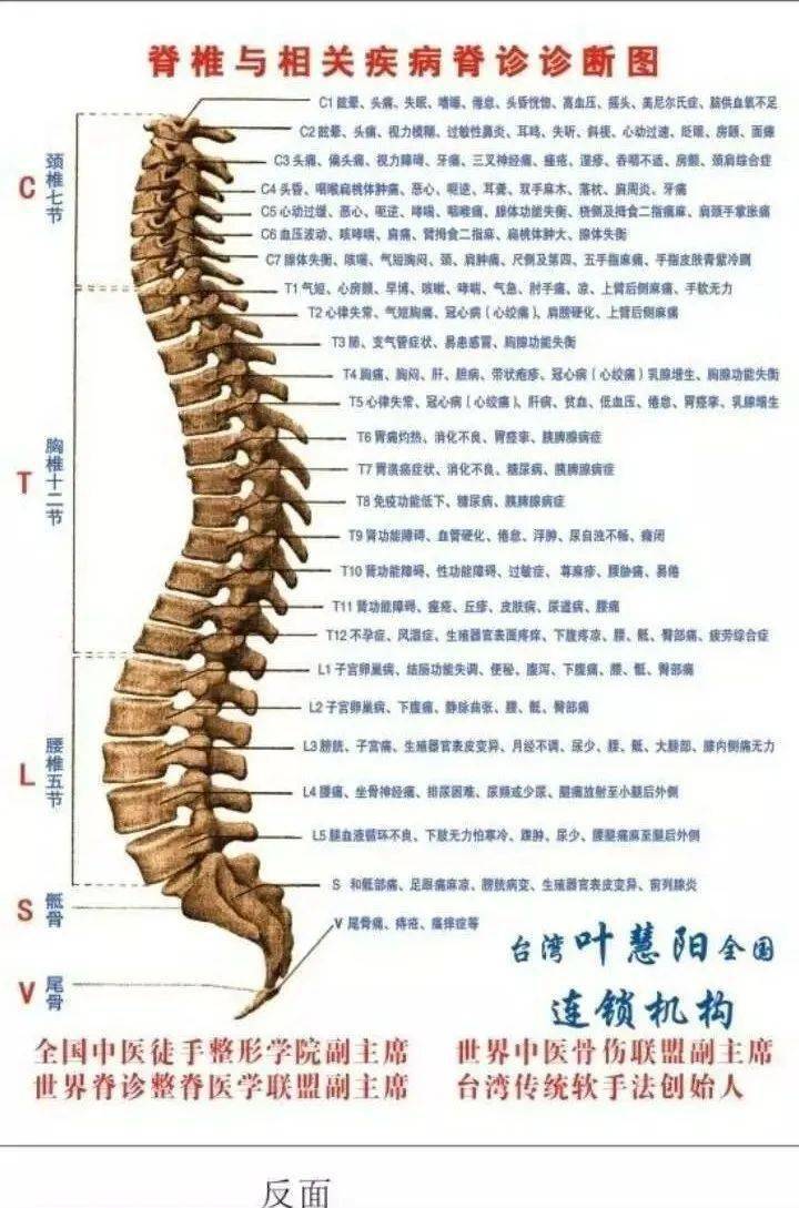 脊椎骨图片与名称图片