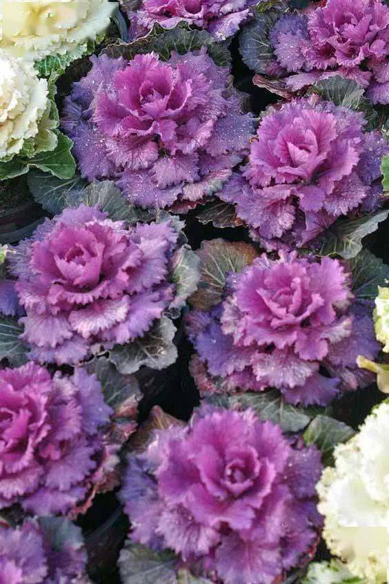 羽衣甘蓝醉花颜